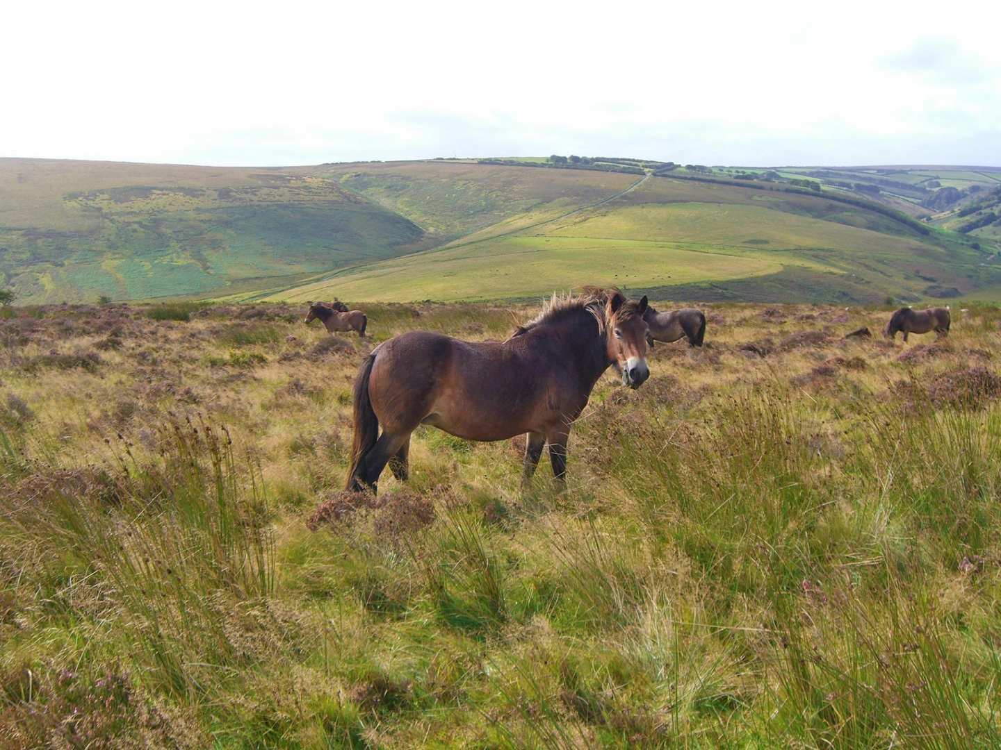 Two Moors Way - Exmoor Section